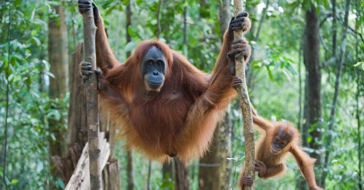 An orangutan hangs from a tree with its baby