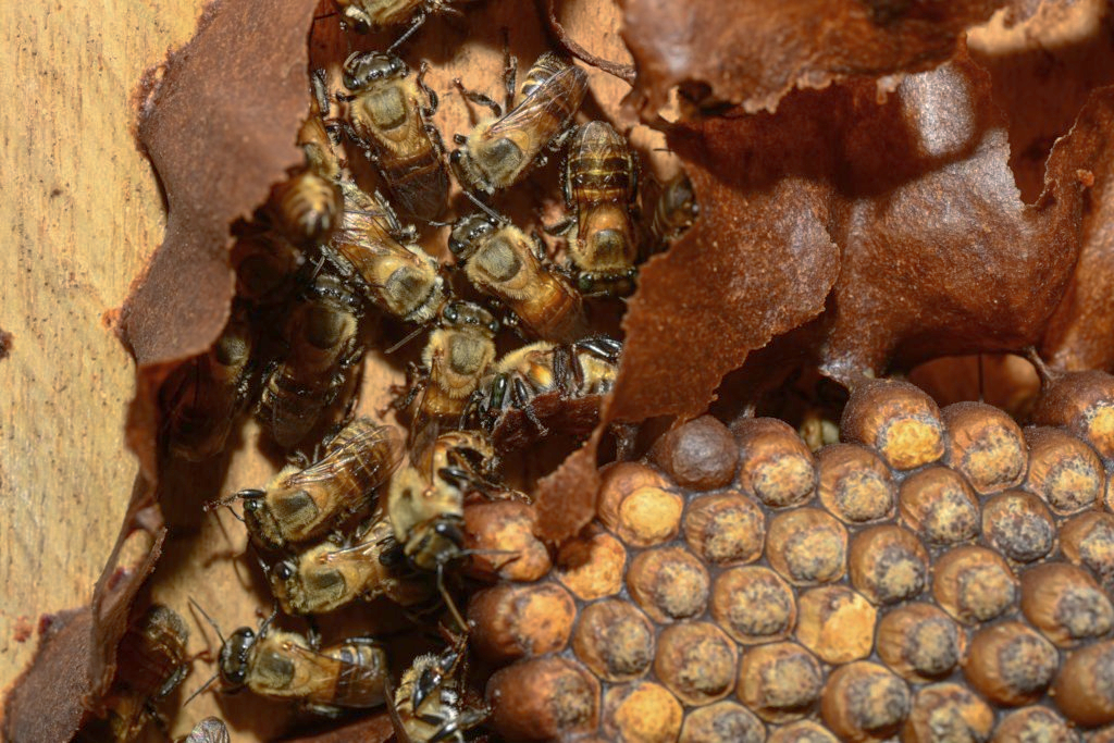 A closeup of yellow and brown stingless bees crowded together inside their hive.