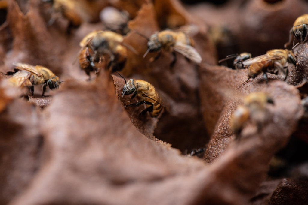 One yellow and brown stingless bee is in focus in the center of a brown beehive. Other stingless bees are out of focus in the background