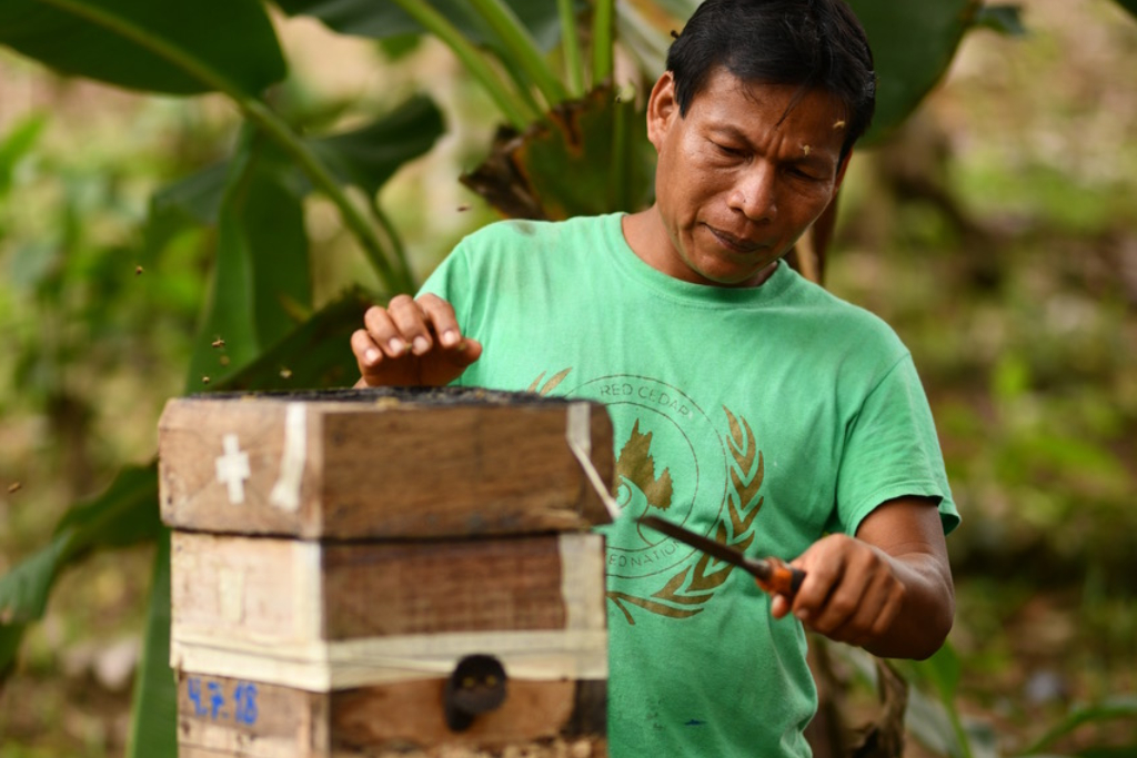 A man in a green shirt opens a stingless beehive stand