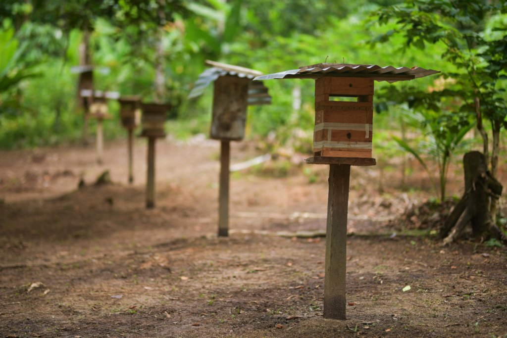 One wooden beehive stand is in the foreground. Five beehive stands are in the background with short green foliage to the side.