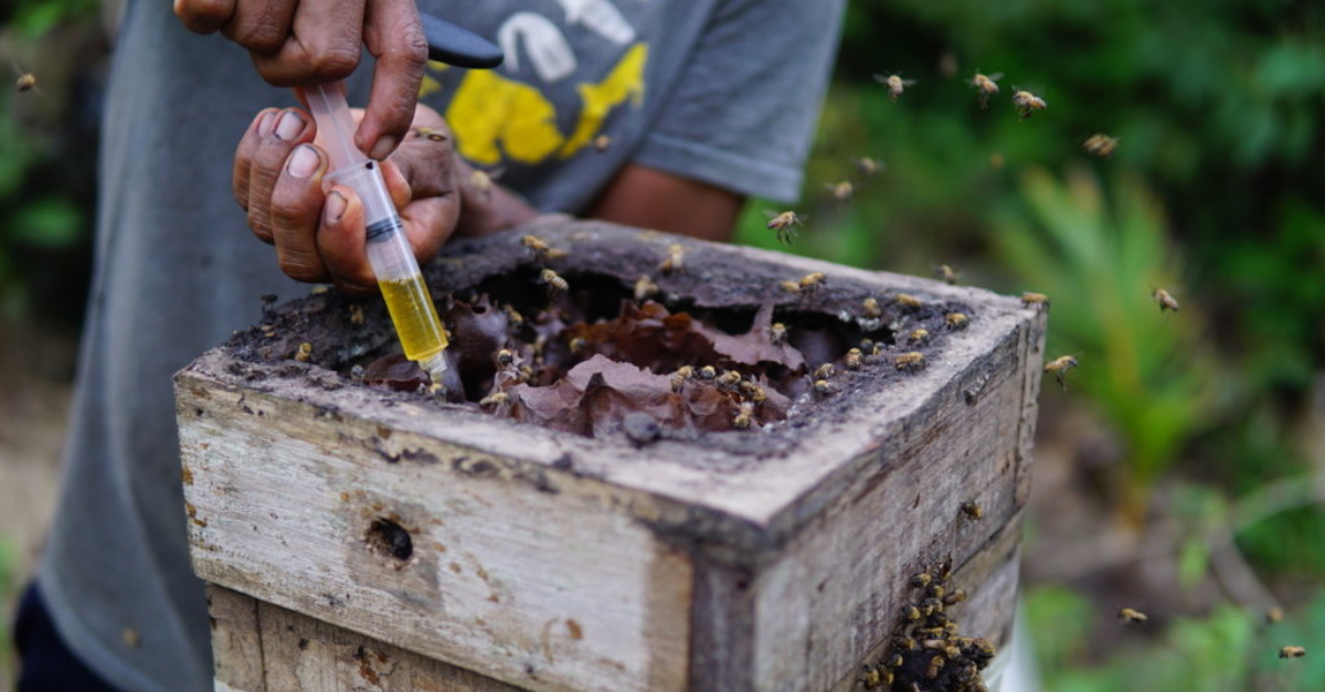 A man in a gray t-shirt extracts honey from a box beehive. Bees are flying around the hive in the foreground.