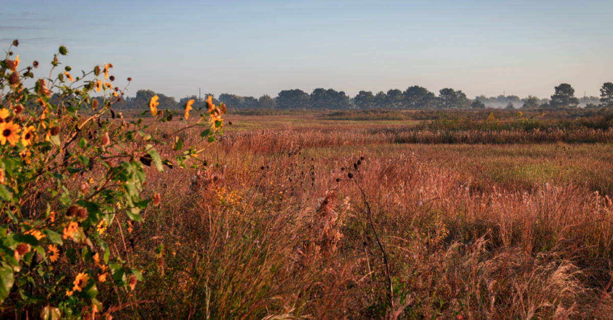 Houston's wetlands can help reduce the risk of disasters