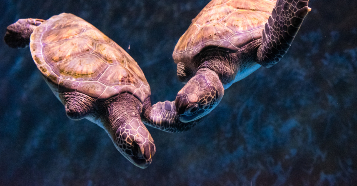 Two sea turtles swimming together taken by a nonprofit working to conserve unique sea creatures