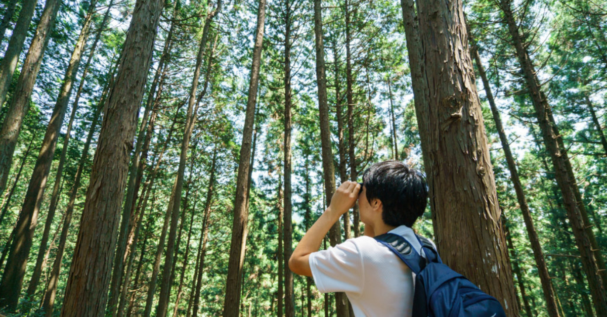 A young student looks through binoculars at a hardwood forest, representing curiosity