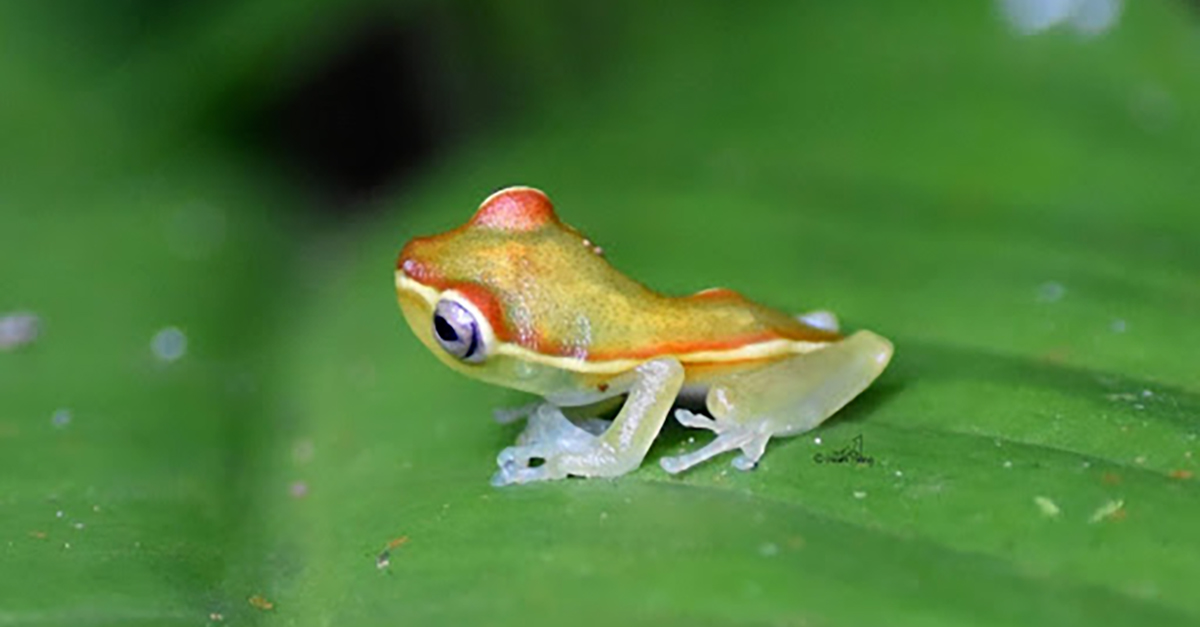 Tropical Frog on Leaf. Environment New Years Resolutions