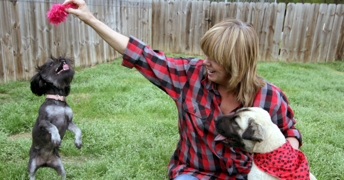 A dog jumping into the air