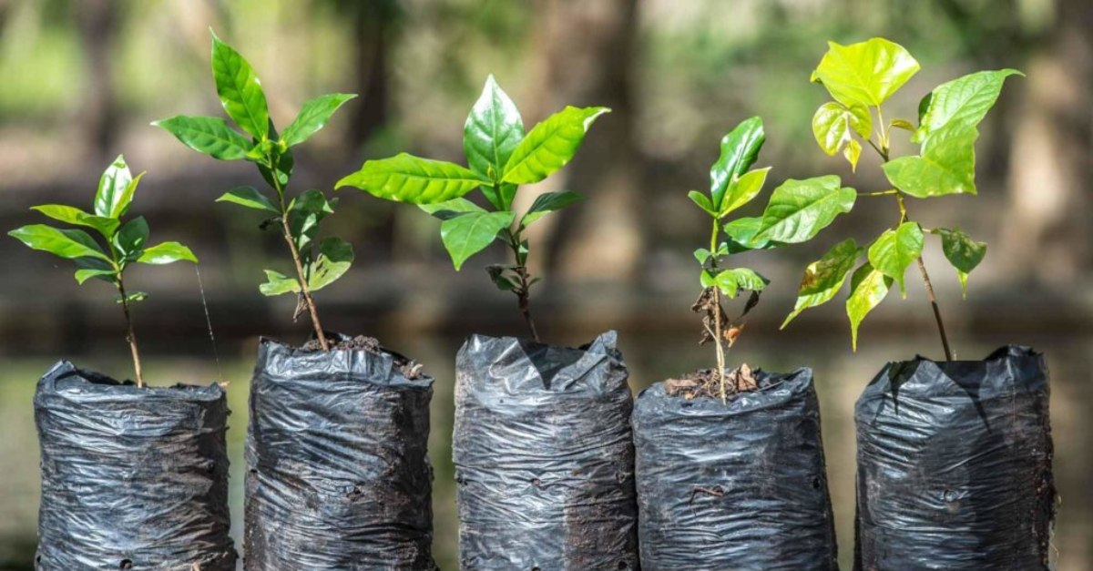 A row of seedlings grow out of black planters