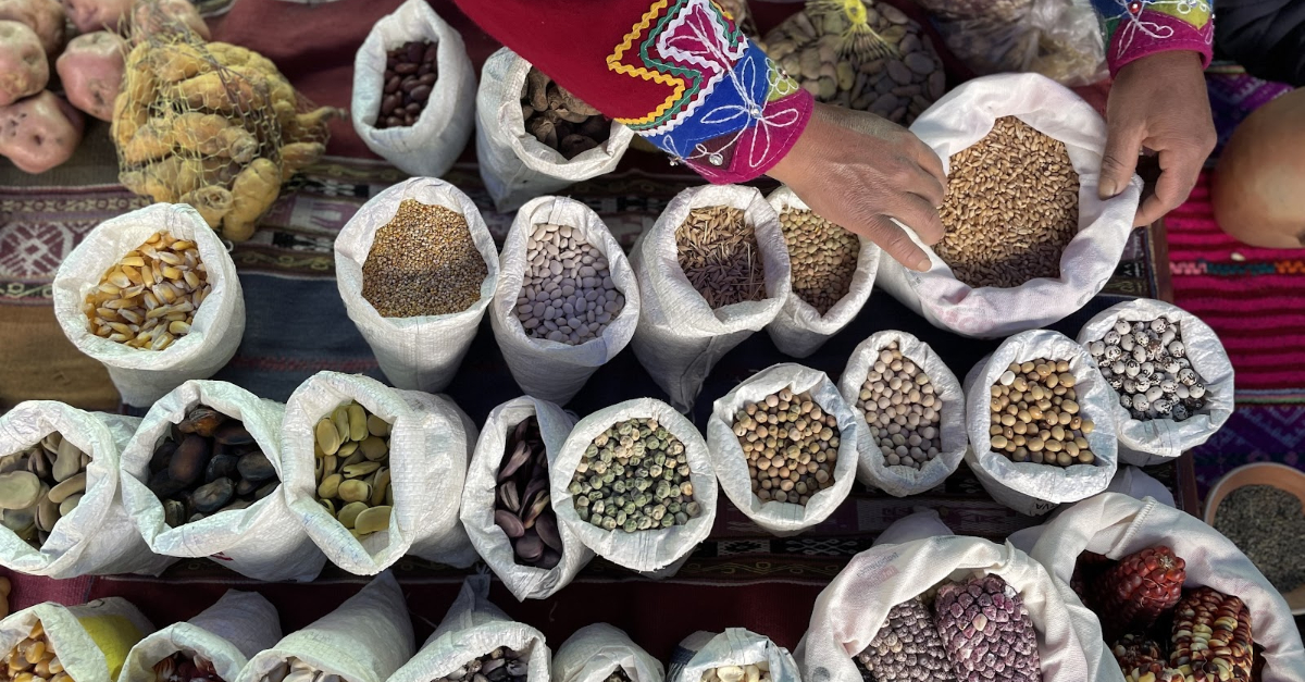 White bags of seeds are spread out on patterned cloth. A person's hands are holding the sides of one bag of seeds.