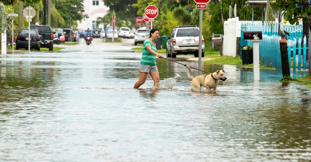 A person walks a dog through floodwater as the tide rise in Key West, Fla.