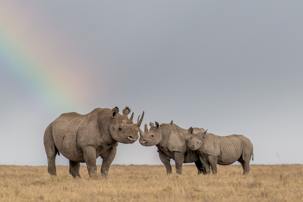 Three rhinos stand in a field with a rainbow in the background - photos of 2022