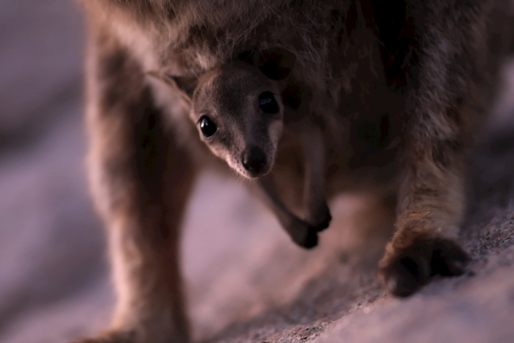 Baby kangaroo peeks out of its mother's pouch in the twilight - photos of 2022