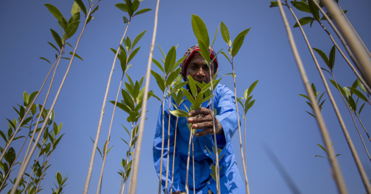 person leans forward to check a sapling