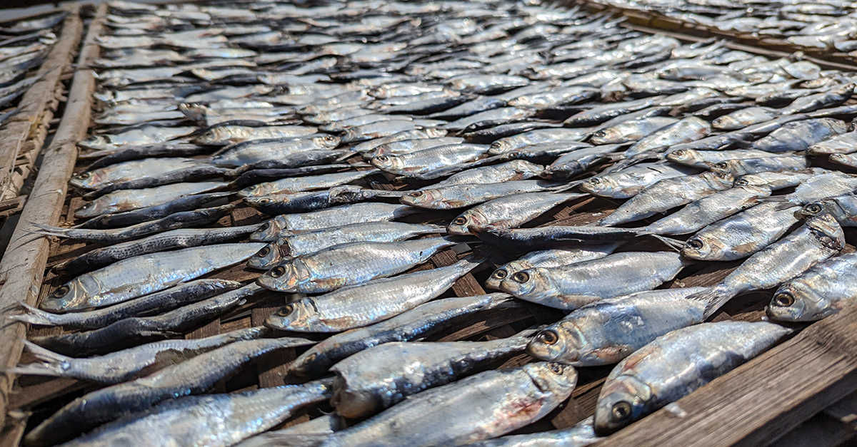 A fish-drying facility in a small town in the Philippines.