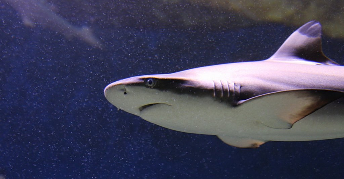 Reef shark shark facts