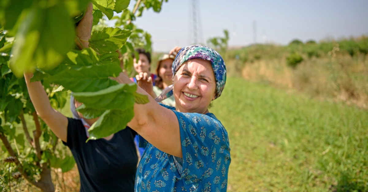 A person wearing a blue patterned shirt and a headscarf reaches up to pick something from a tree. Green leaves are in the foreground, and green grass and other people are out of focus in the background.