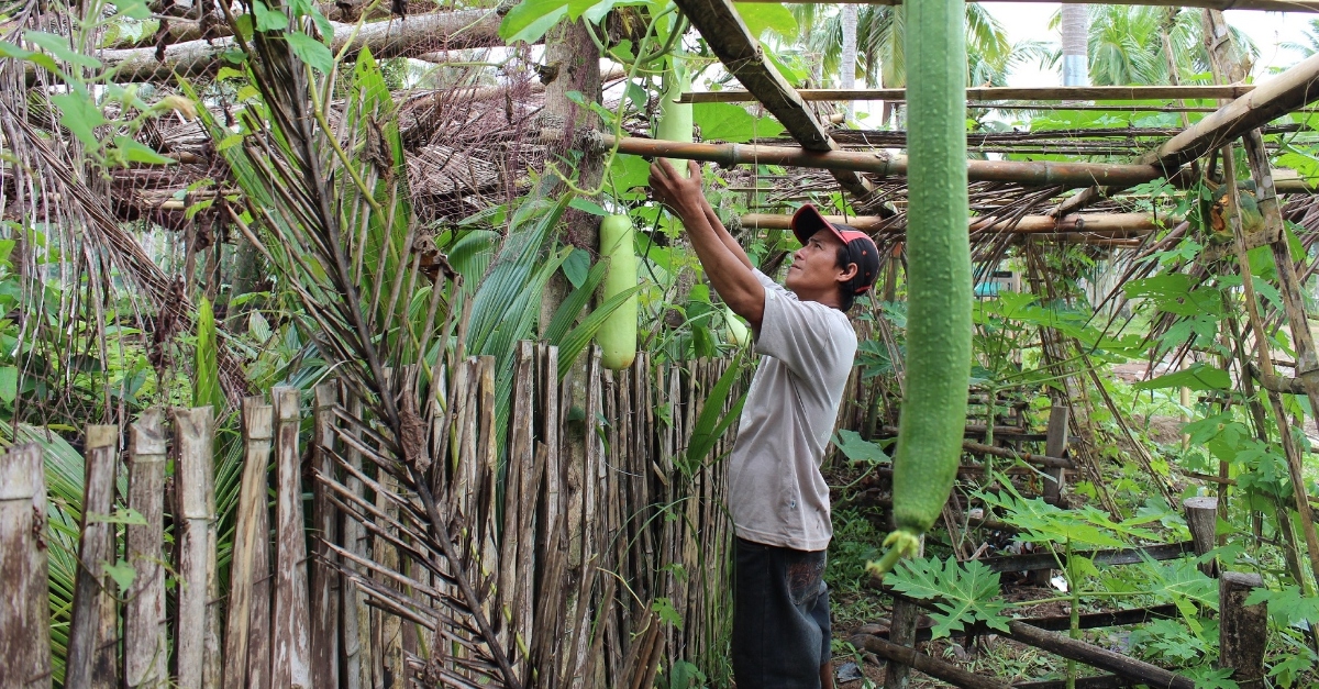 Man increasing food security via root crop and vegetable production in the Philippines. An example of transforming philanthropy.