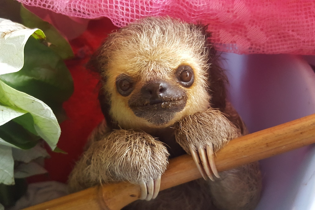 Baby three-fingered sloth