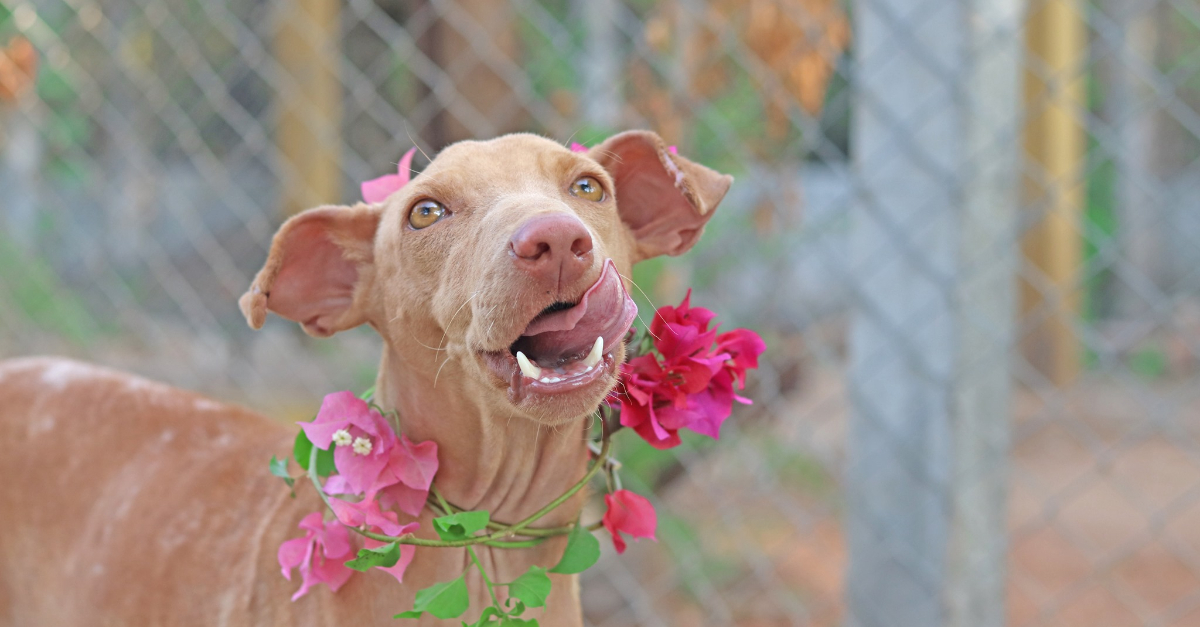 dog wearing flowers around its neck Help animals this holiday season