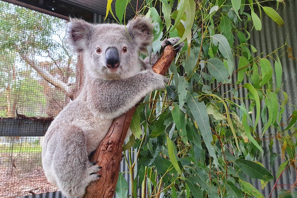 koala climbs eucalyptus tree in enclosure