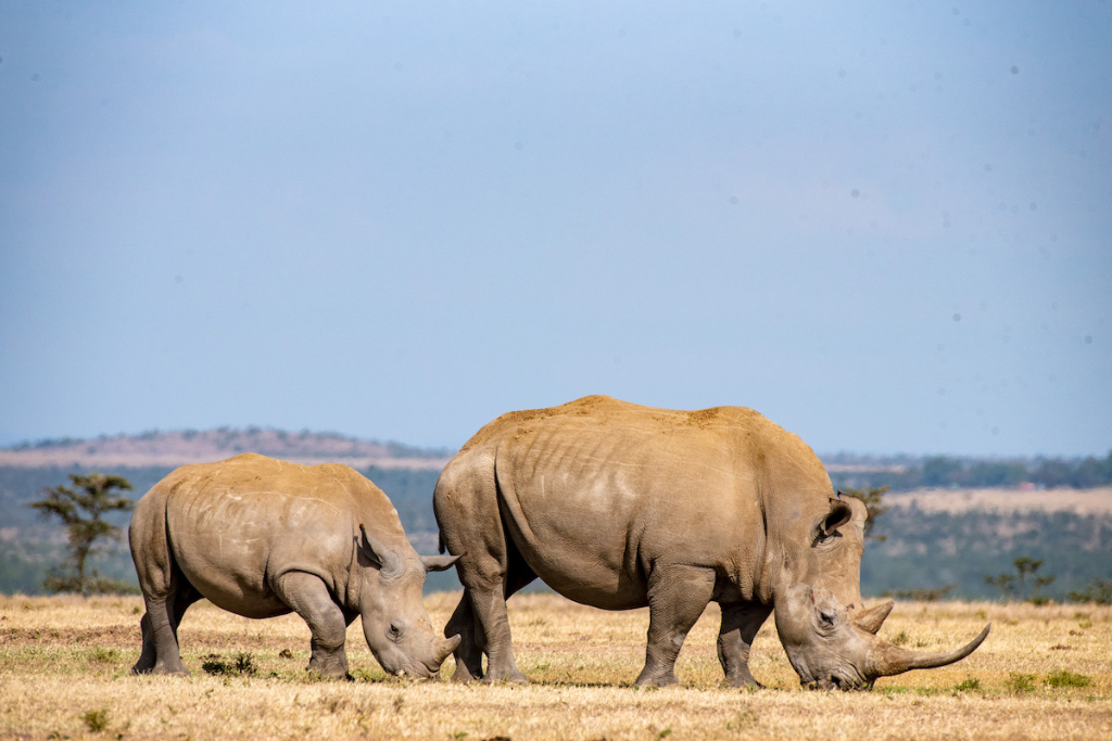 two white rhinos grazing