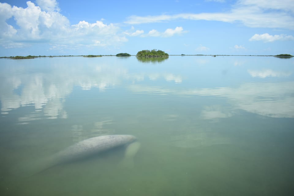 manatee and her calf