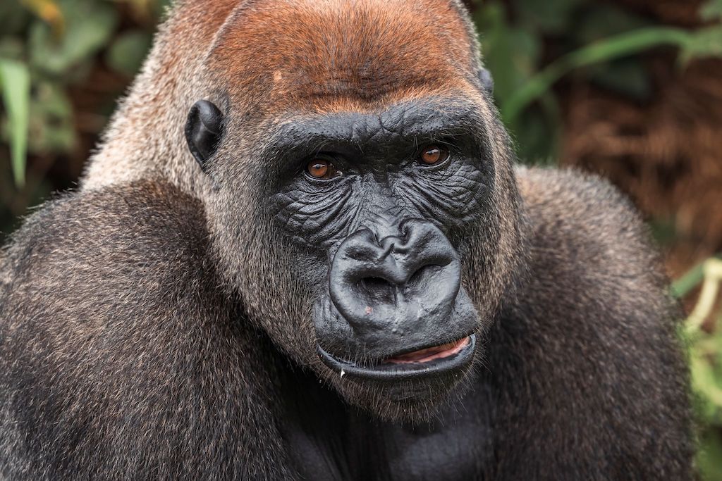 gorilla smiles at the camera