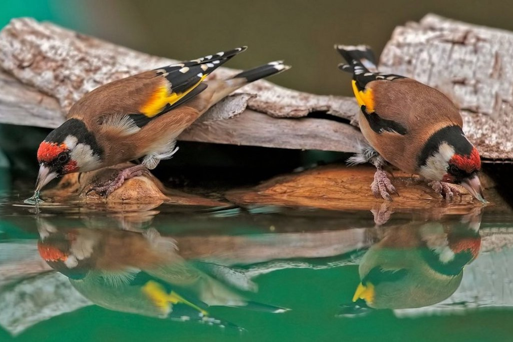 two European Goldfinches drink water