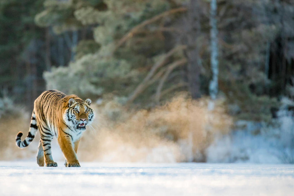 bengal tiger walks across a snowy field at the edge of a forest