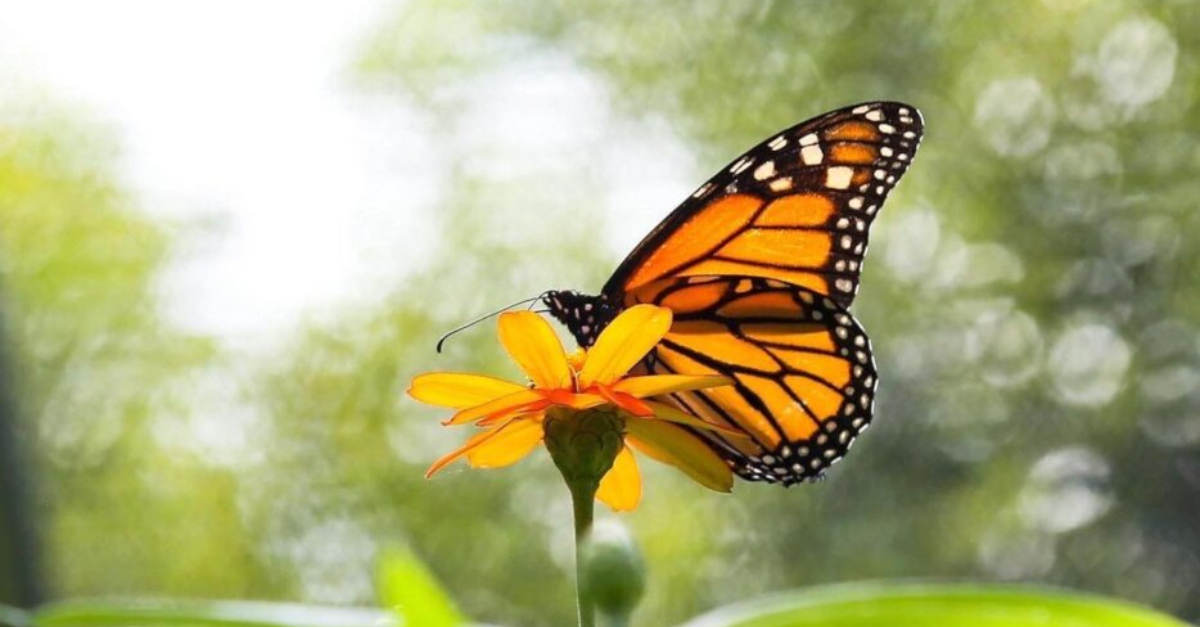 Monarch butterfly perched on a flower