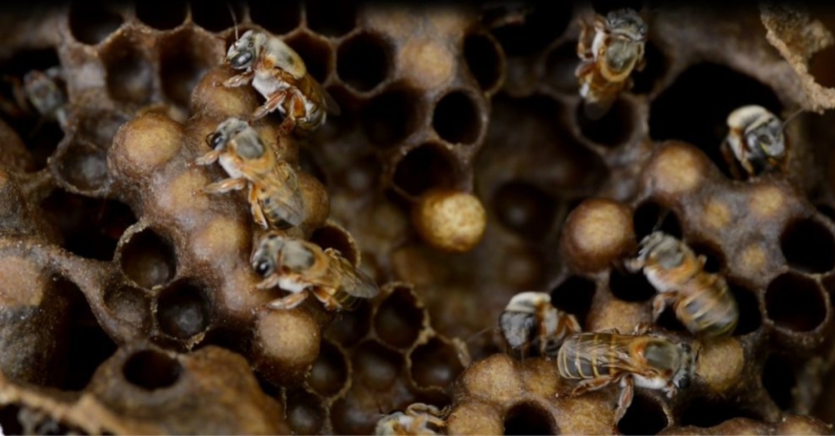 Bees in a hive