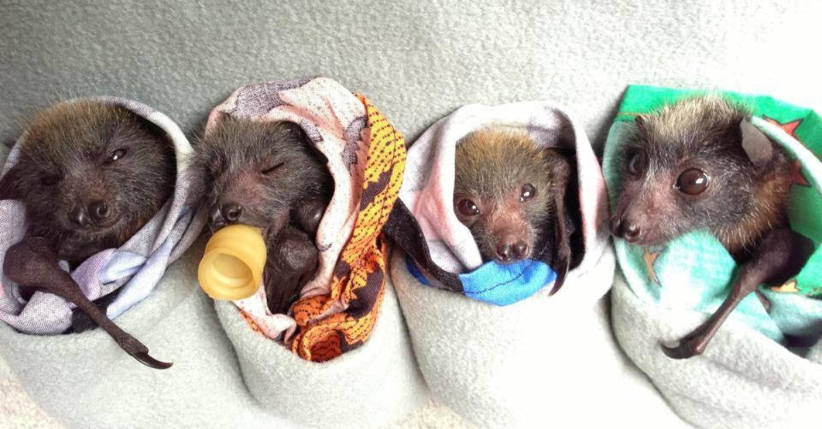 Four baby flying fox bats wrapped in blankets with bottles
