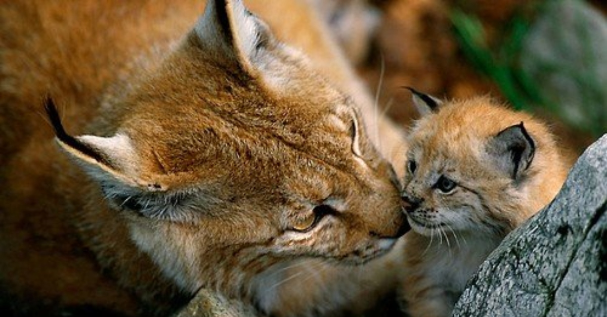 A mother lynx kissing a baby lynx