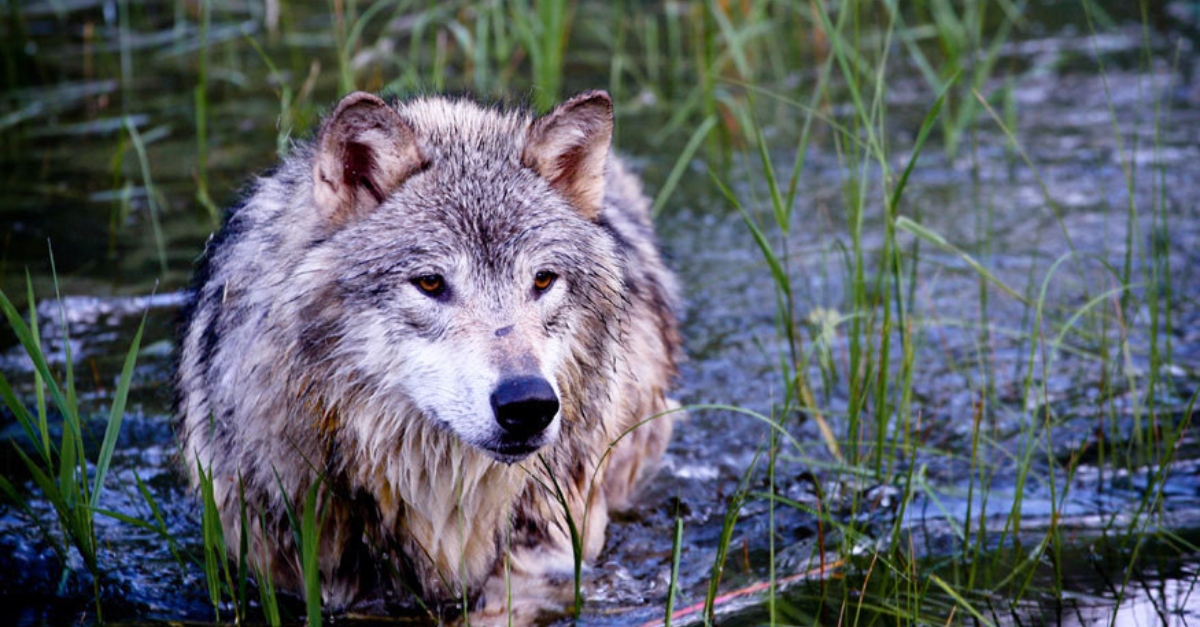 gray wolf in water