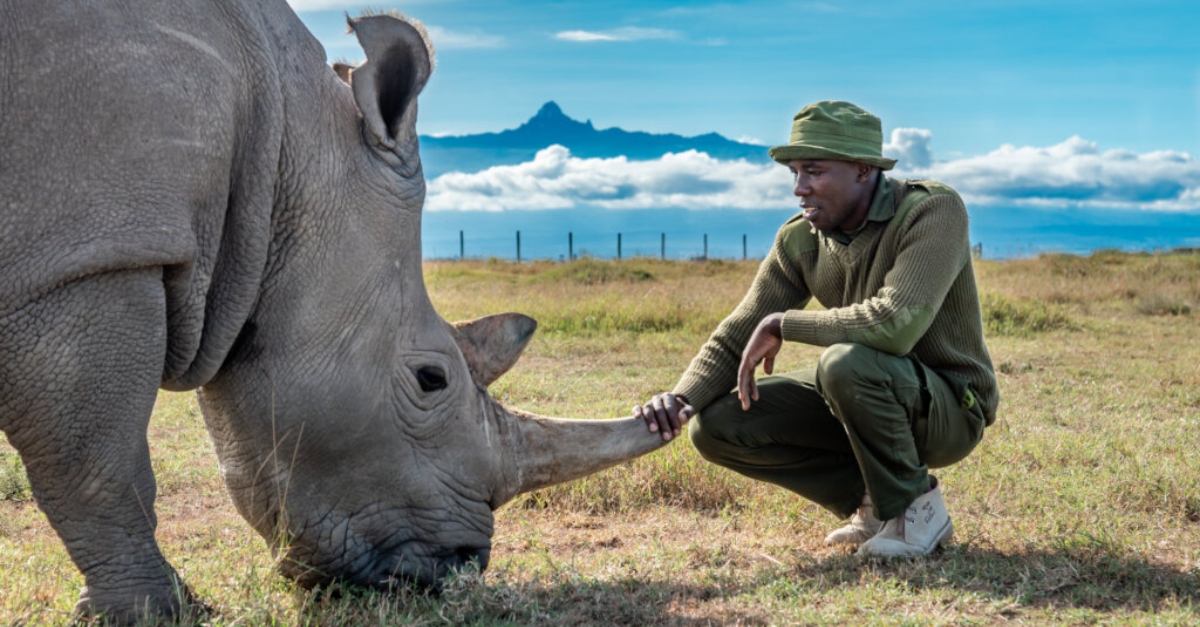 northern white rhino with a ranger