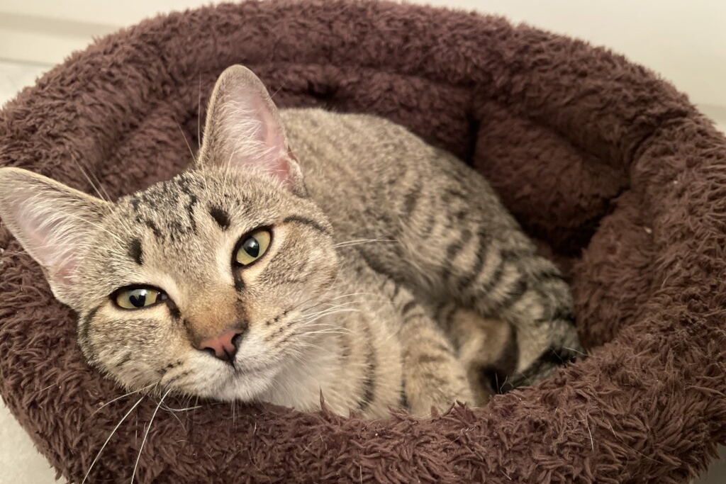 A cat resting in a cat bed looks at the camera.