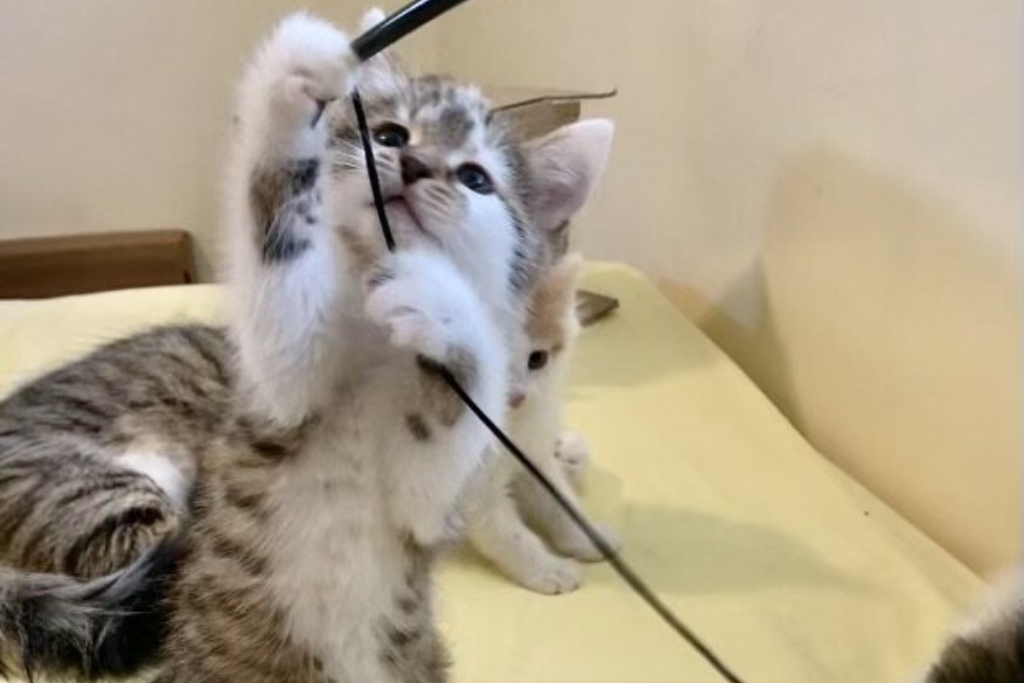 A kitten plays with a string