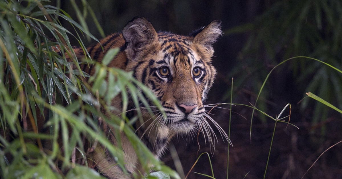 A tiger peers out from the jungle brush