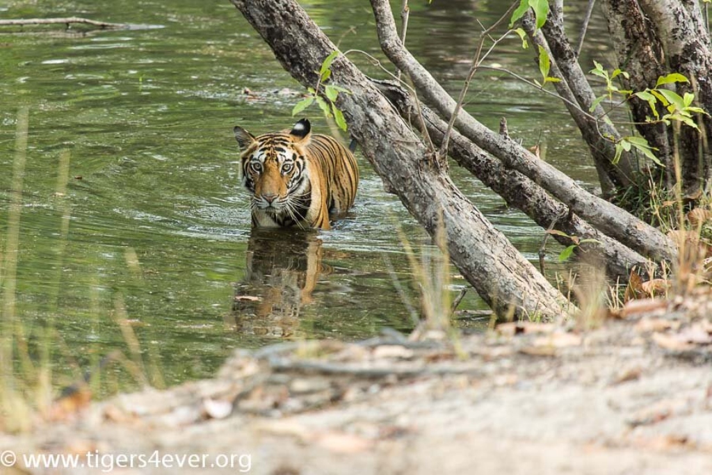 A young tiger bathes in a natural water source in Bangladesh 