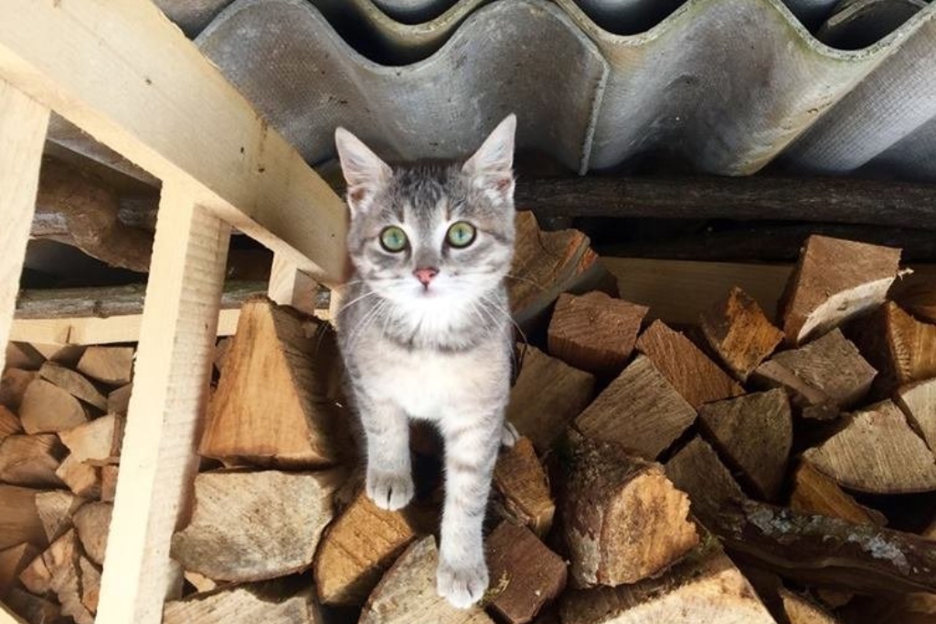 A cat on a farm in Bosnia perches on a pile of cut wood in a barn and looks at the camera.