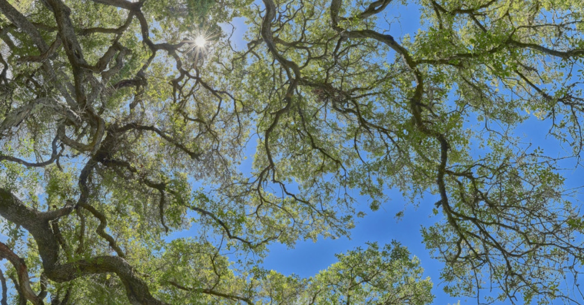A tree canopy