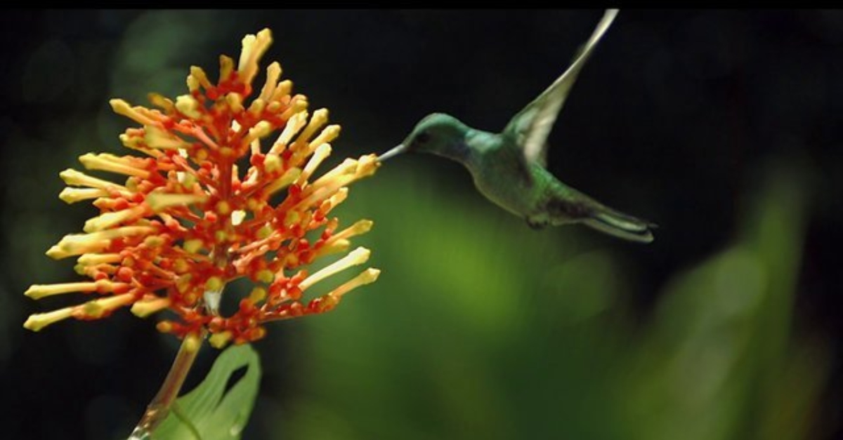 A hummingbird pollinates a flower