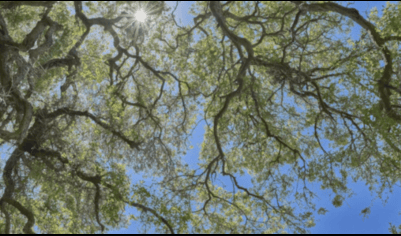 Generosity Across Generations