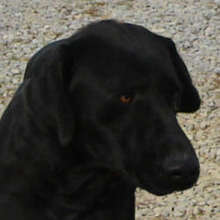 Jett