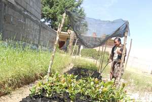 Tree Nursery Jose Maria Morelos Elementary School