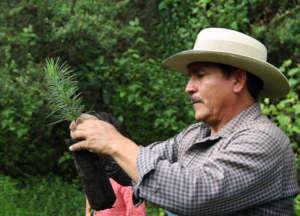 Getting Seedlings Ready