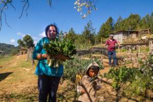 Organic farming in Ejido El Rosario