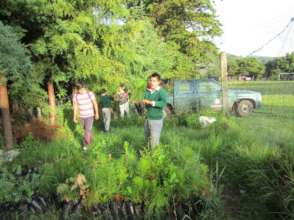 Children transporting trees for reforestation