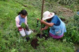 Woman and girl digging a hole to plant a pine