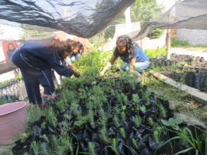 Mother & Daughters at F.Serrato Weeding Seedlings